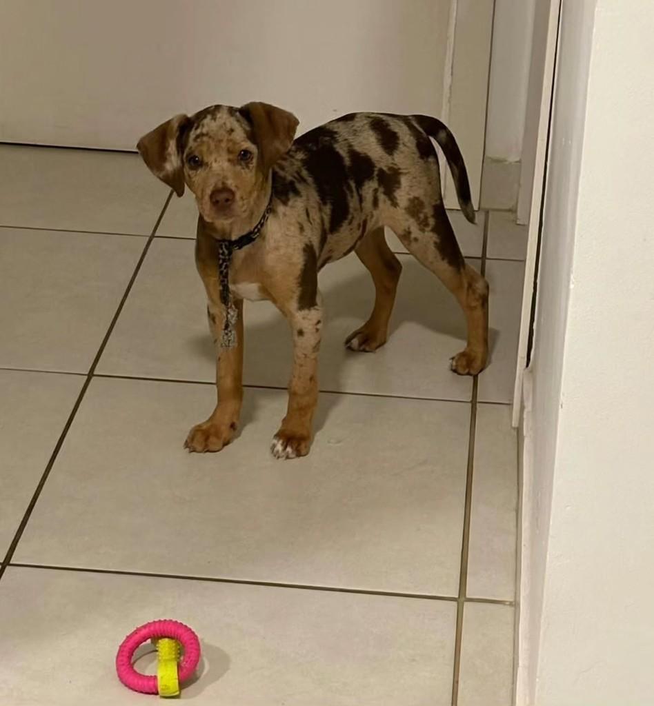 Nala, cadela de porte pequeno para adoção em Sapucaia do Sul - RS — foto 3 de 6