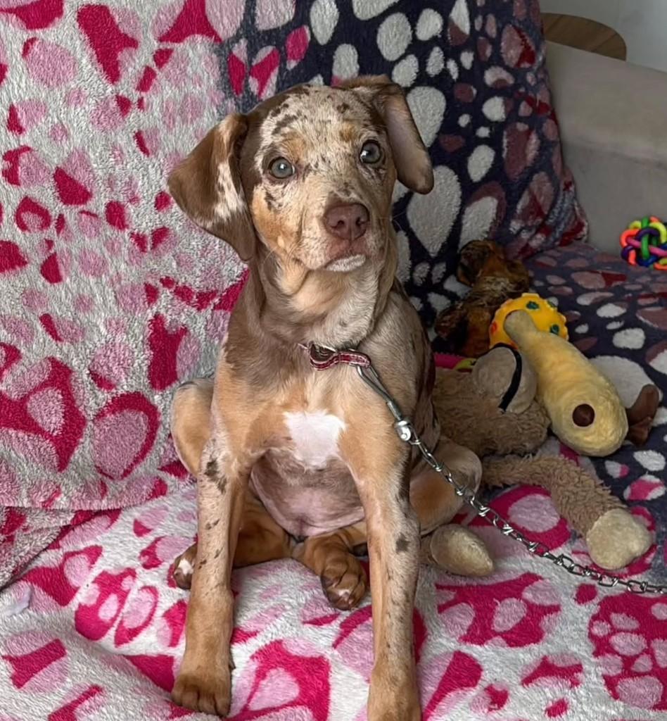 Nala, cadela de porte pequeno para adoção em Sapucaia do Sul - RS — foto 4 de 6