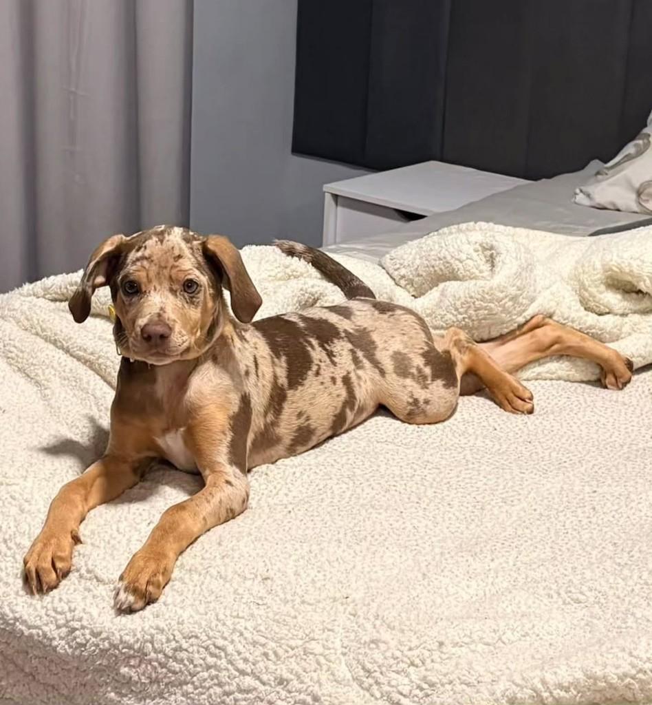 Nala, cadela de porte pequeno para adoção em Sapucaia do Sul - RS — foto 5 de 6