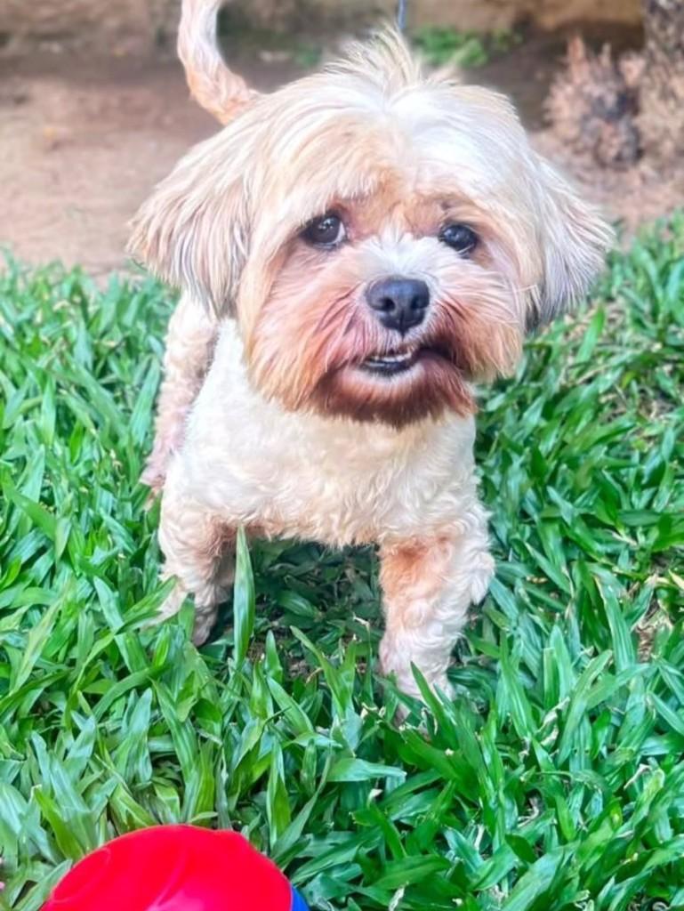 James, cachorro de porte pequeno para adoção em Canoas - RS
