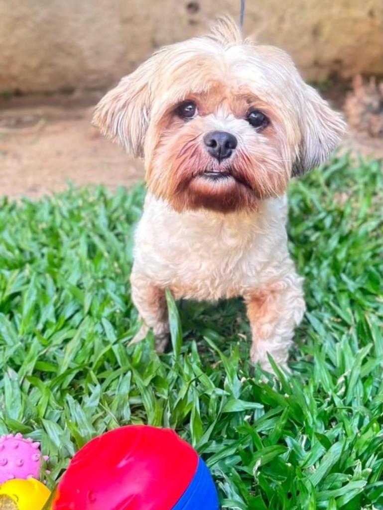 James, cachorro de porte pequeno para adoção em Canoas - RS — foto 2 de 3
