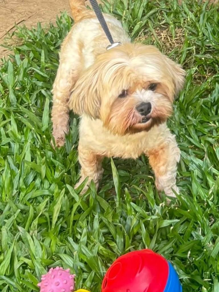 James, cachorro de porte pequeno para adoção em Canoas - RS — foto 3 de 3