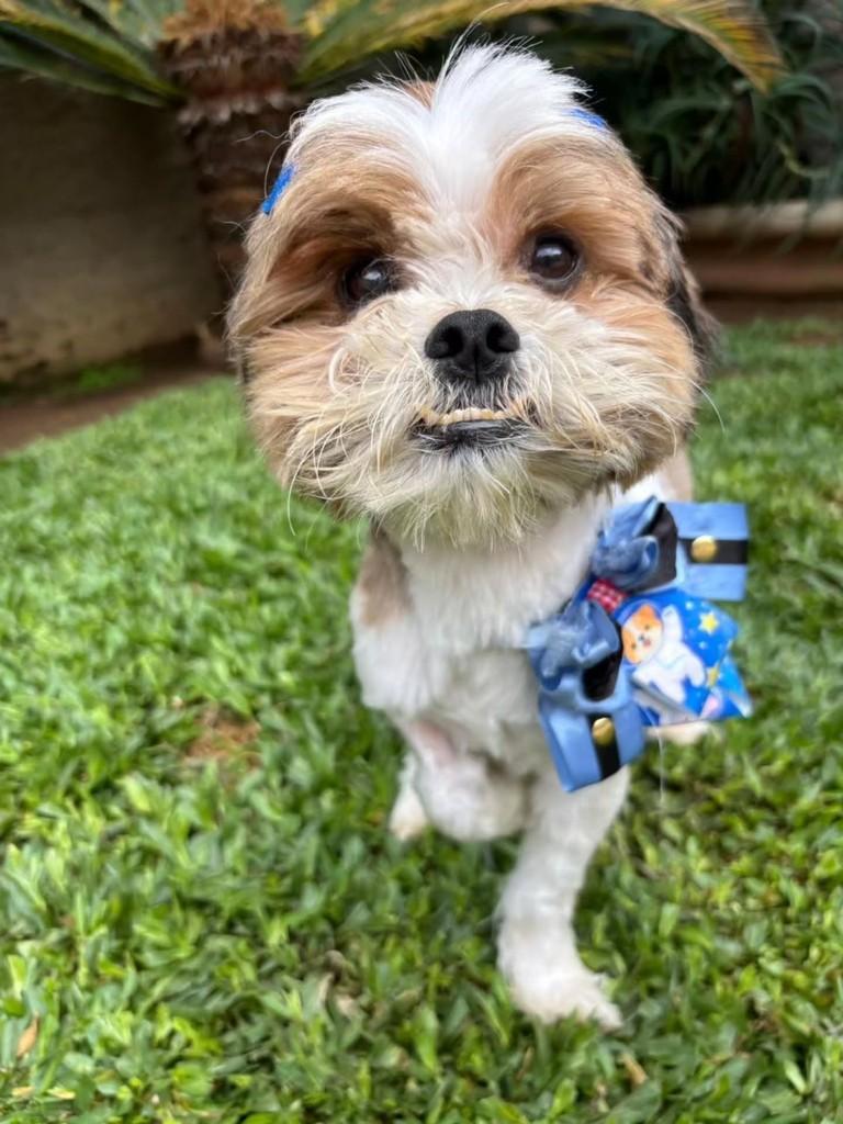 Mike, cachorro de porte pequeno para adoção em Canoas - RS