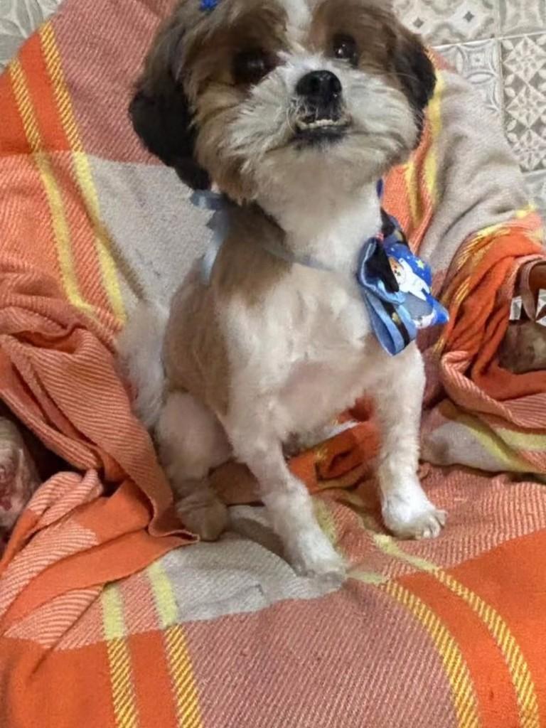 Mike, cachorro de porte pequeno para adoção em Canoas - RS — foto 2 de 3