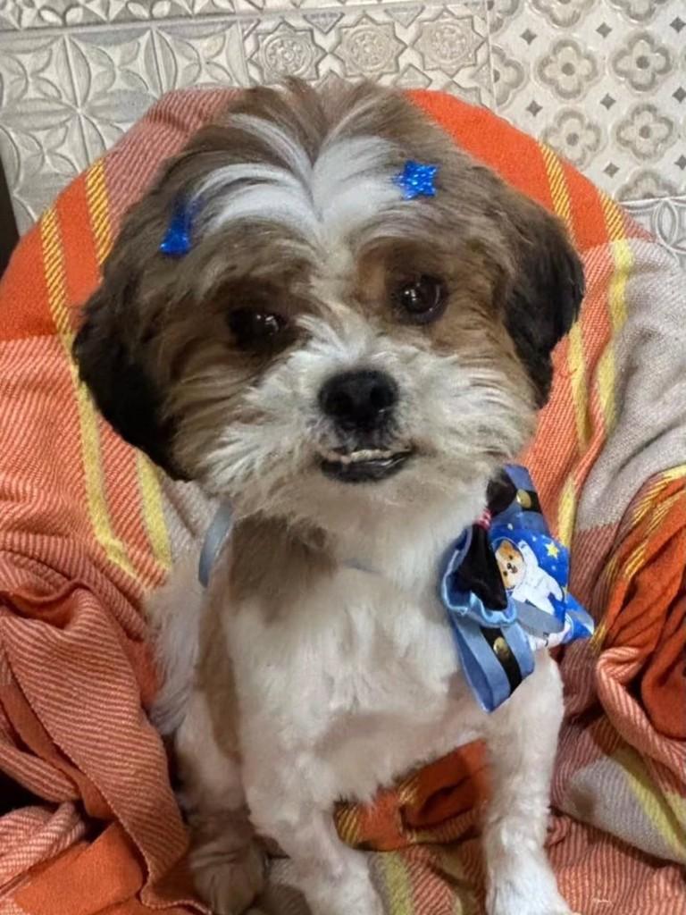 Mike, cachorro de porte pequeno para adoção em Canoas - RS — foto 3 de 3