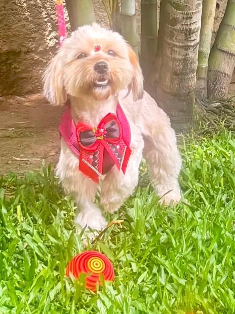 Bombom, cadela de porte pequeno para adoção em Canoas - RS