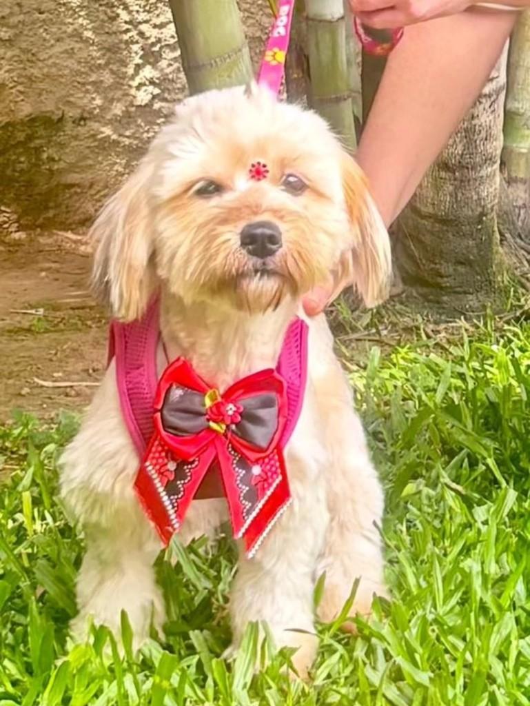 Bombom, cadela de porte pequeno para adoção em Canoas - RS — foto 3 de 4