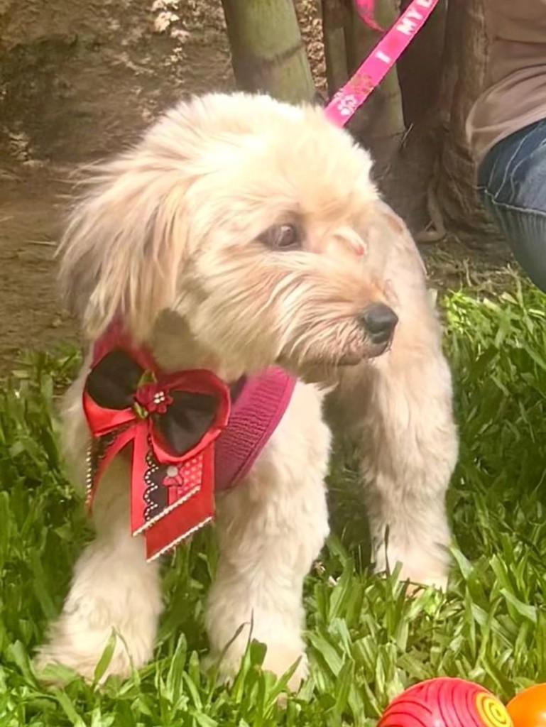 Bombom, cadela de porte pequeno para adoção em Canoas - RS — foto 4 de 4