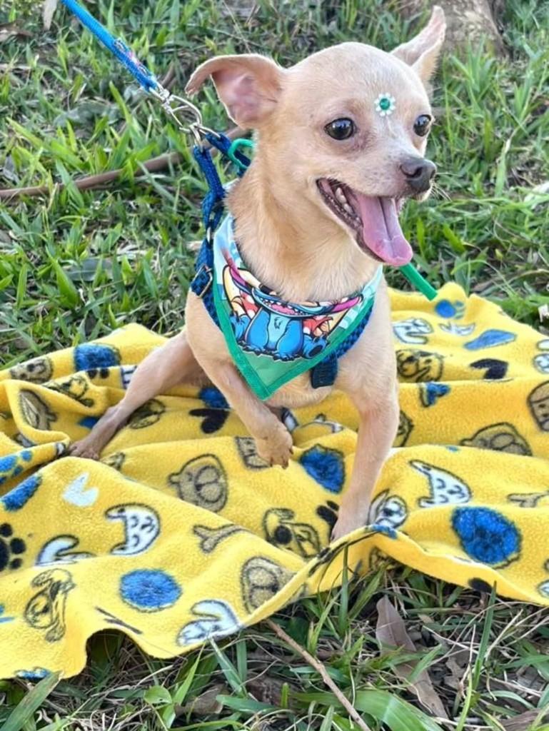 Tobinho, cachorro de porte pequeno para adoção em Canoas - RS