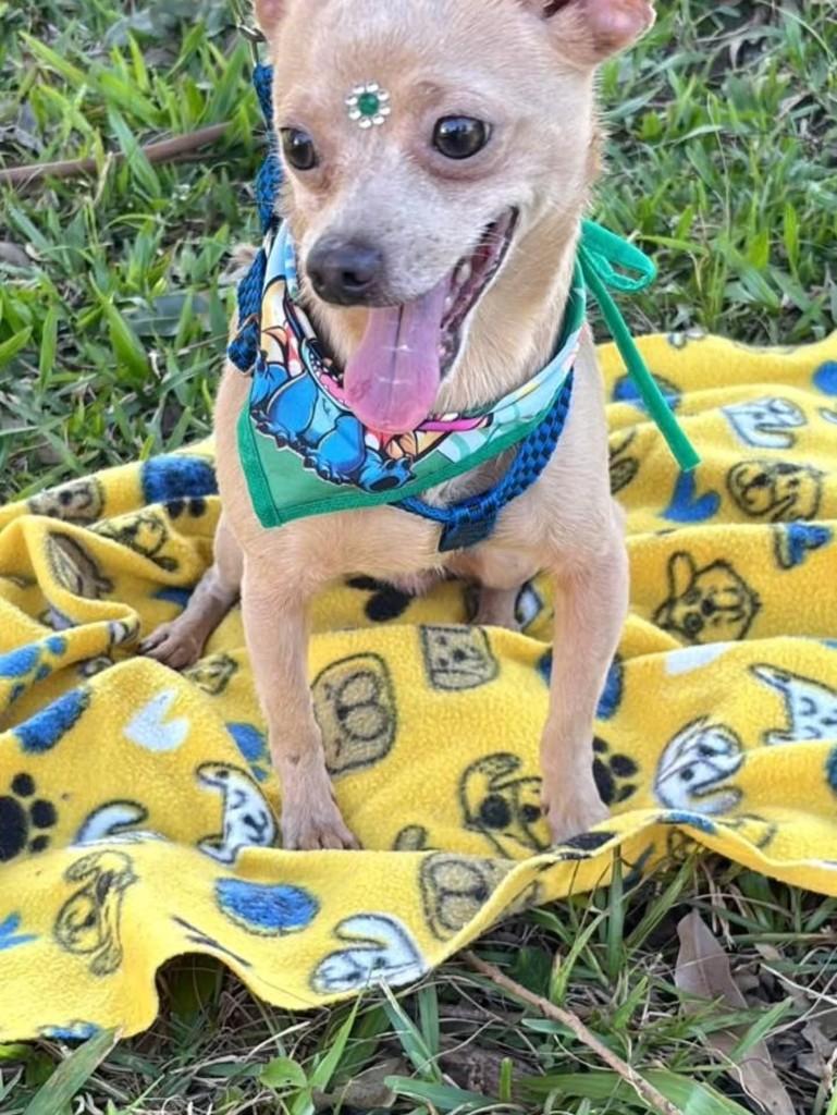 Tobinho, cachorro de porte pequeno para adoção em Canoas - RS — foto 2 de 3
