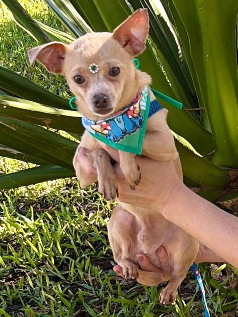 Tobinho, cachorro de porte pequeno para adoção em Canoas - RS — foto 3 de 3