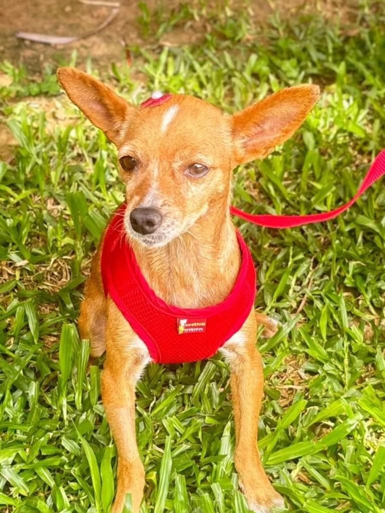 Belinha, cadela de porte pequeno para adoção em Canoas - RS