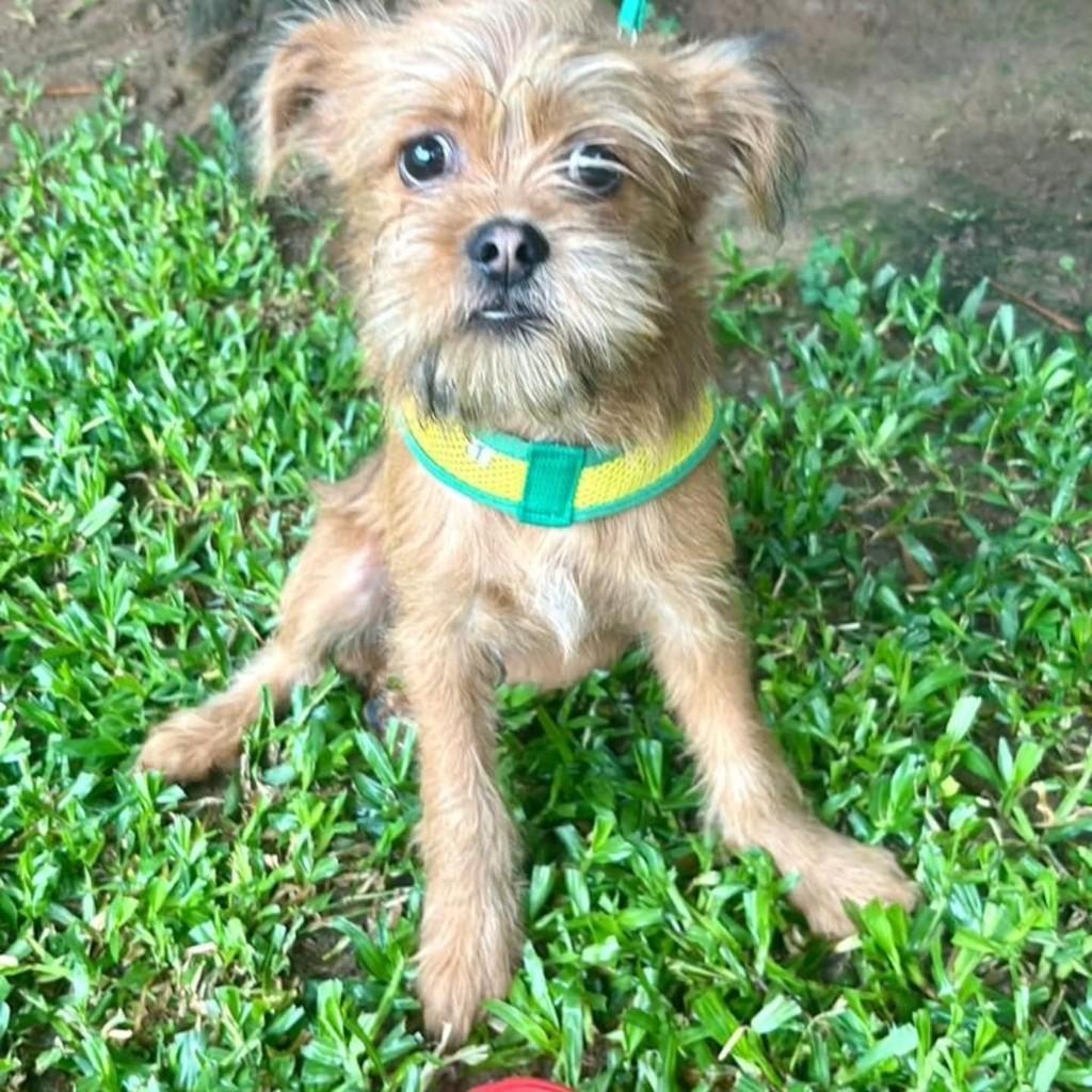 Tito, cachorro de porte pequeno para adoção em Canoas - RS