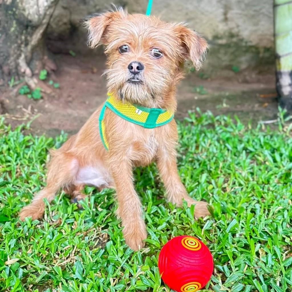 Tito, cachorro de porte pequeno para adoção em Canoas - RS — foto 2 de 4