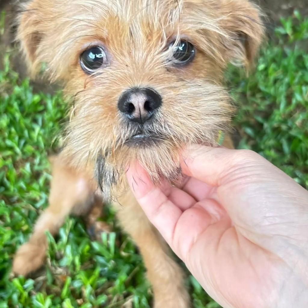 Tito, cachorro de porte pequeno para adoção em Canoas - RS — foto 3 de 4
