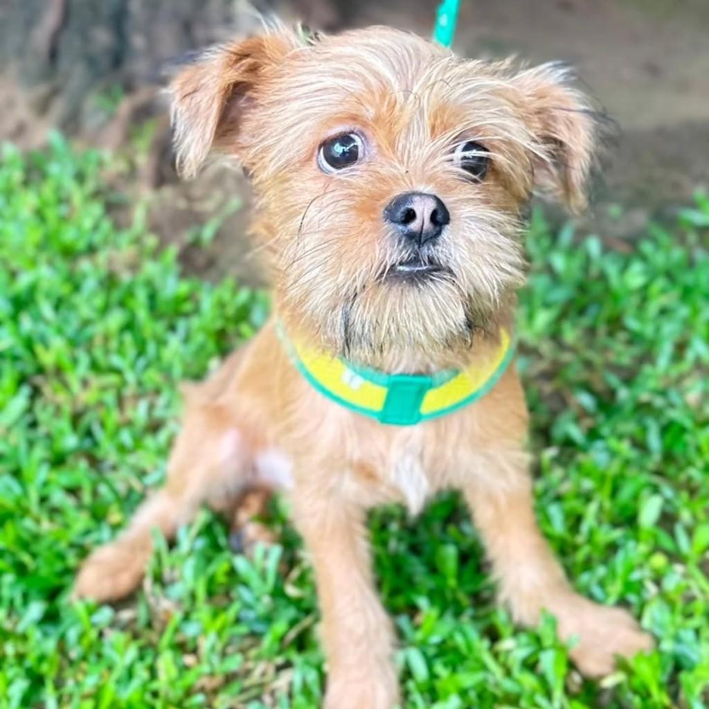 Tito, cachorro de porte pequeno para adoção em Canoas - RS — foto 4 de 4