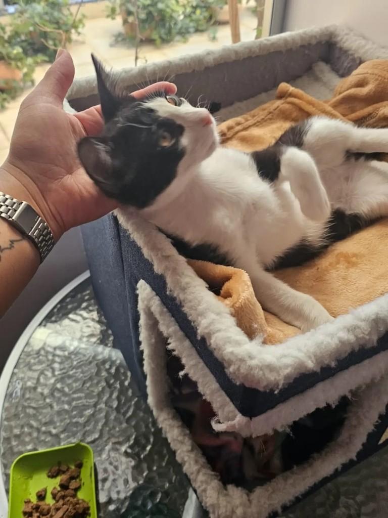Théo, gato para adoção em Belo Horizonte - MG