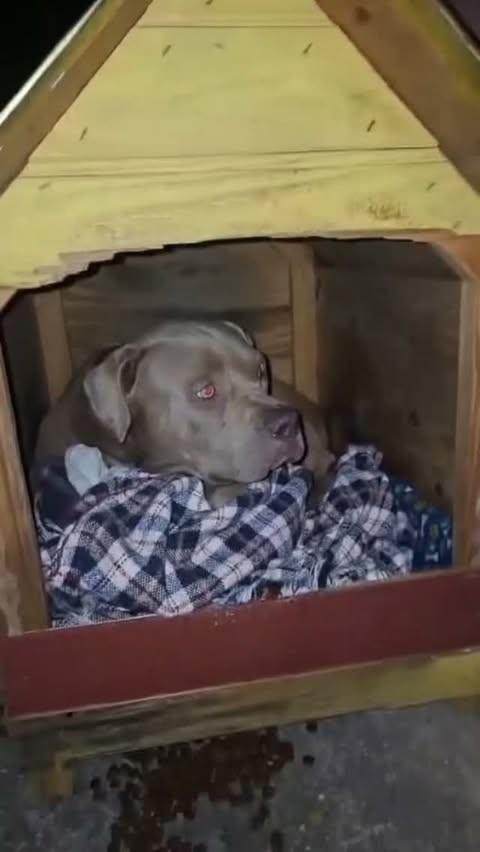Xerife, cachorro de porte grande para adoção em Belo Horizonte - MG