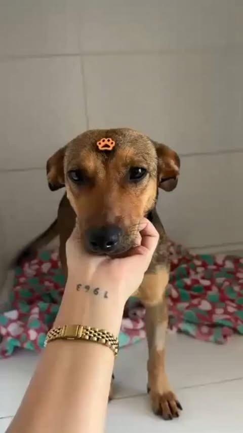 Bolt, cachorro para adoção em Belo Horizonte - MG