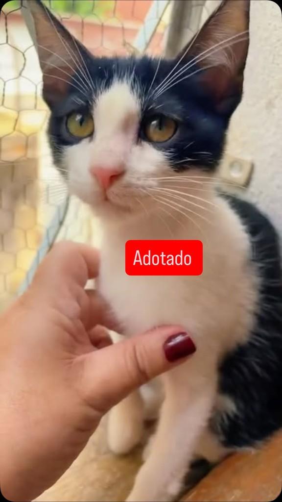 Cauã, gato de porte pequeno para adoção em Belo Horizonte - MG