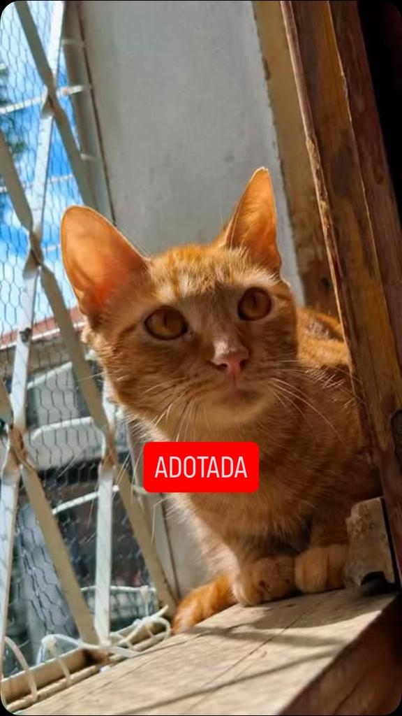 Ela, gata para adoção em Belo Horizonte - MG