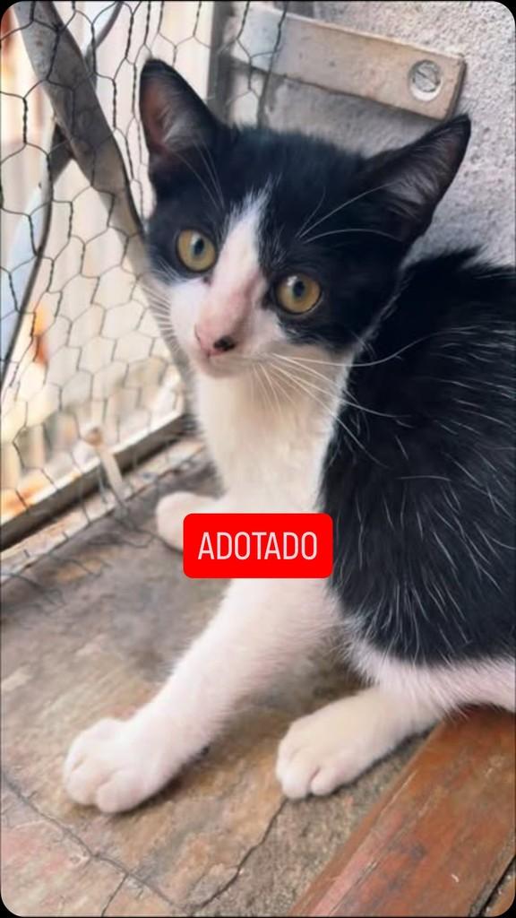 Hermes, gato de porte pequeno para adoção em Belo Horizonte - MG