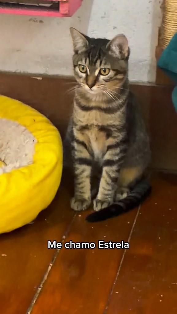 Estrela, gato de porte pequeno para adoção em Belo Horizonte - MG