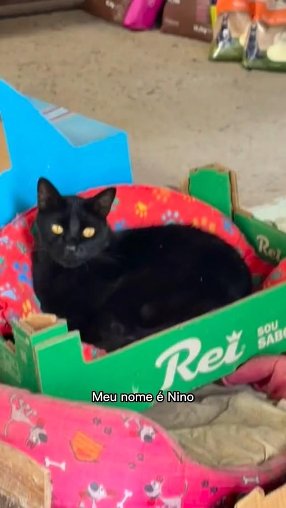 Nino, gato para adoção em Belo Horizonte - MG