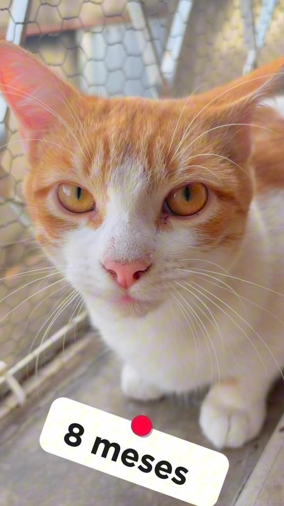 Guto, gato de porte médio para adoção em Belo Horizonte - MG