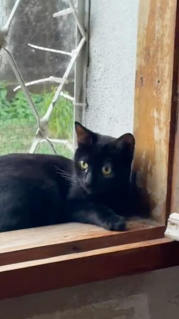 Luna, gata de porte pequeno para adoção em Belo Horizonte - MG