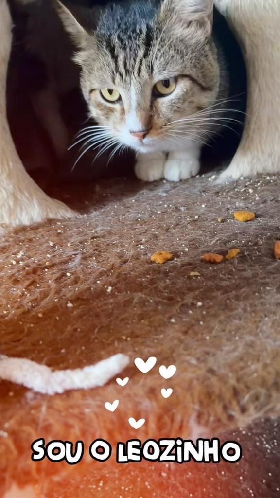 Leozinho, gato de porte médio para adoção em Belo Horizonte - MG