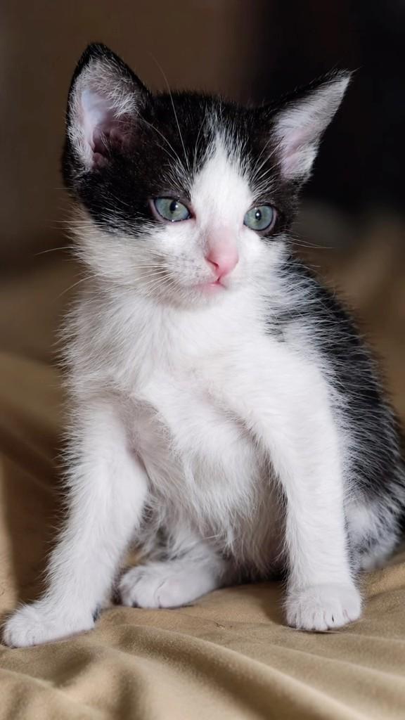 Oliver, gato de porte pequeno para adoção em Belo Horizonte - MG