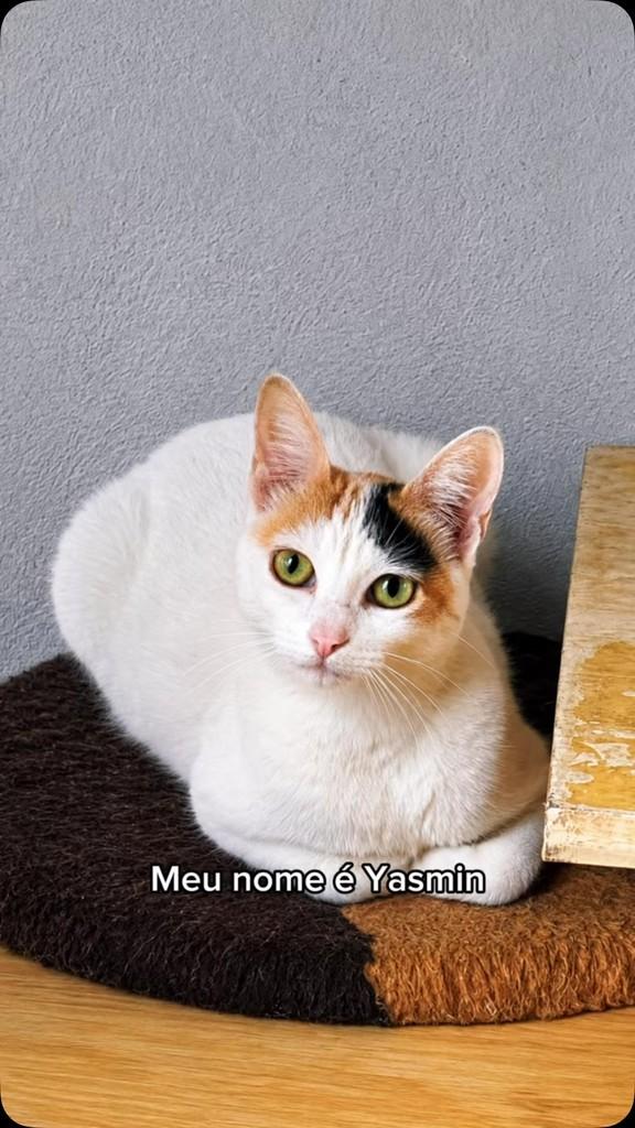 Yasmin, gata de porte médio para adoção em Belo Horizonte - MG