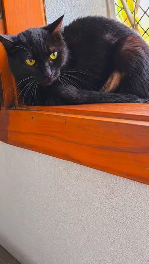 Alana, gata de porte médio para adoção em Belo Horizonte - MG