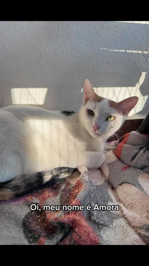 Amora, gata de porte pequeno para adoção em Belo Horizonte - MG