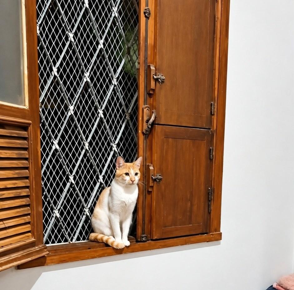 Loki, gato de porte pequeno para adoção em Belo Horizonte - MG