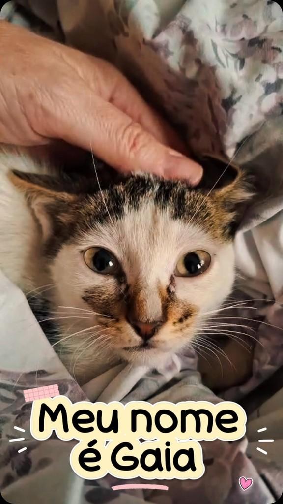 Gaia, gata para adoção em Belo Horizonte - MG