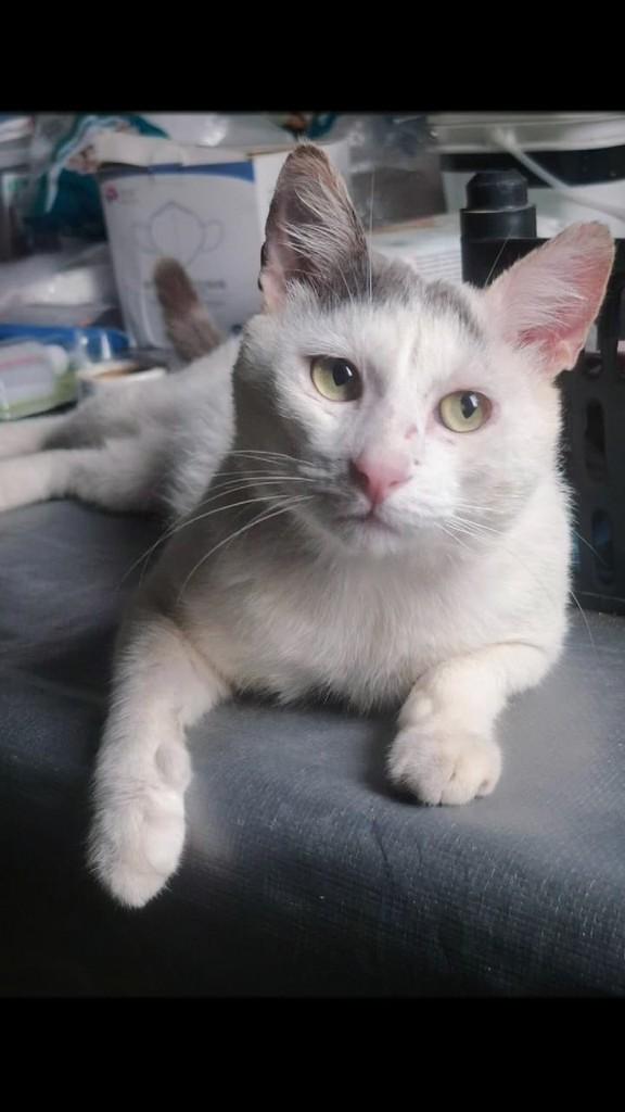Floquinho, gato de porte pequeno para adoção em Belo Horizonte - MG
