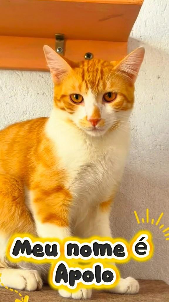 Apolo, gato de porte pequeno para adoção em Belo Horizonte - MG