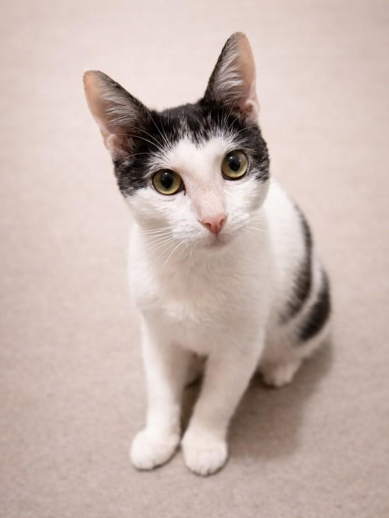 Lindinha, gato para adoção em Porto Alegre - RS