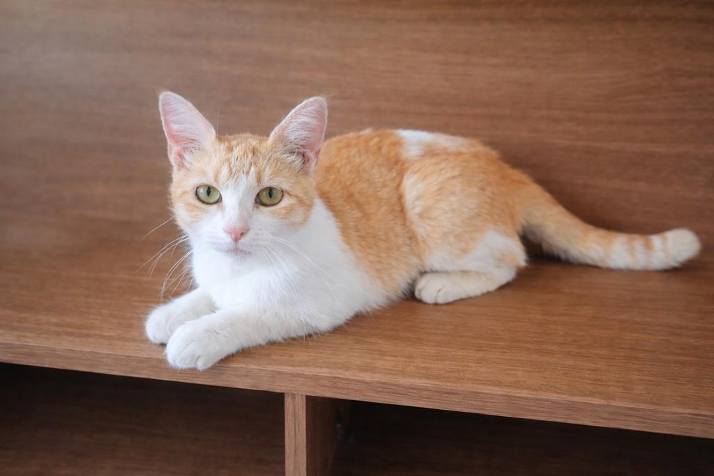 Mimi, gata de porte pequeno para adoção em Porto Alegre - RS