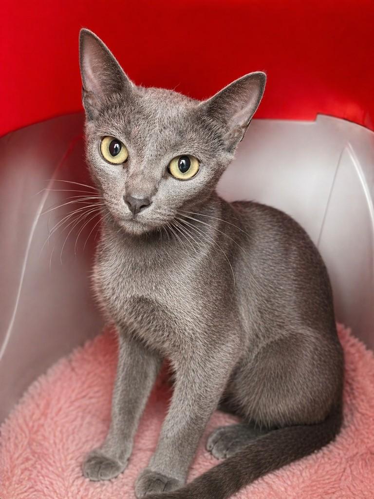 Wandinha, gato de porte pequeno para adoção em Porto Alegre - RS