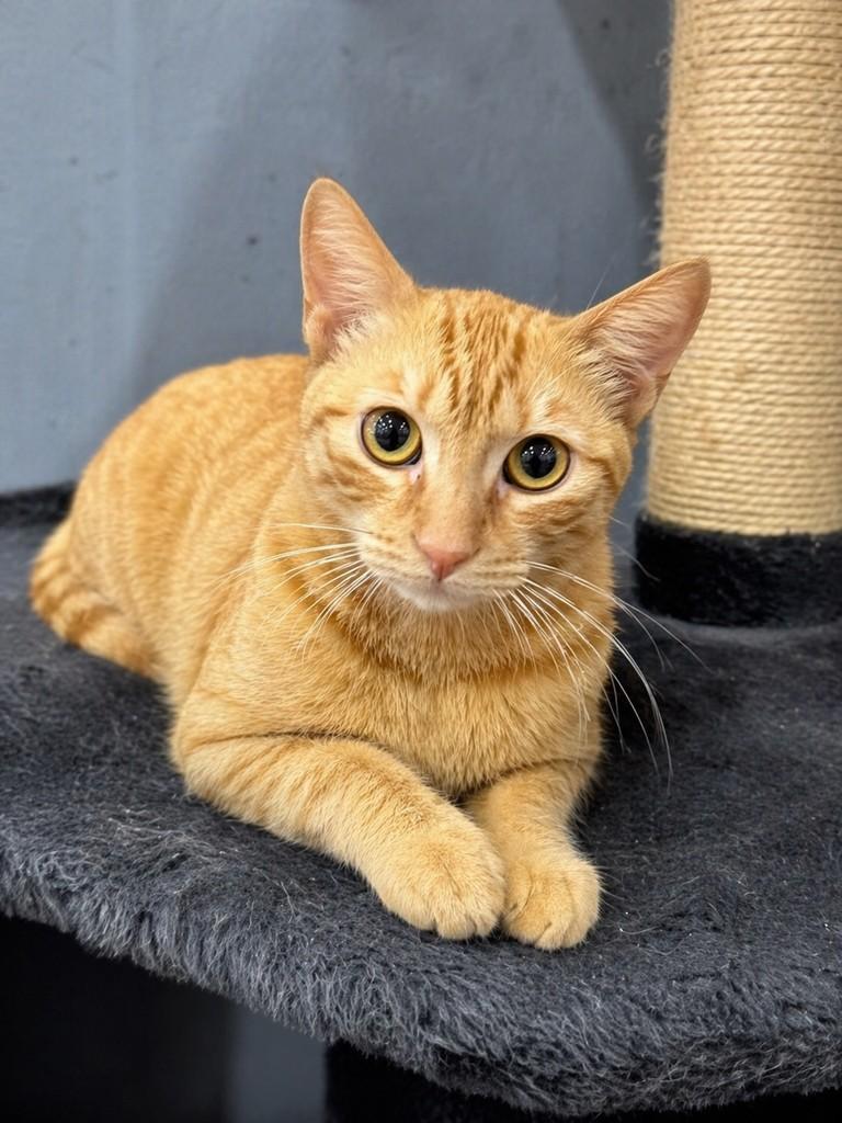 Catarina, gata de porte pequeno para adoção em Porto Alegre - RS