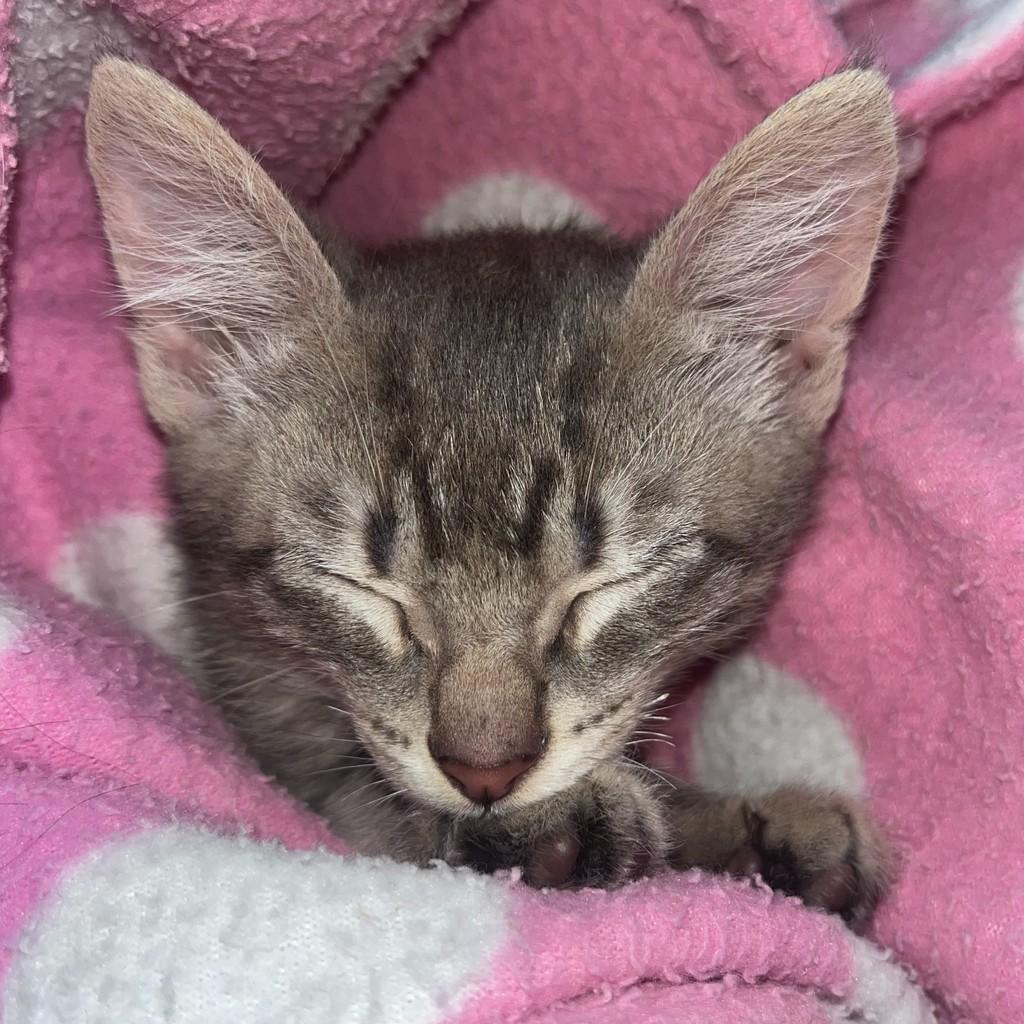 Otávio, gato de porte pequeno para adoção em Porto Alegre - RS