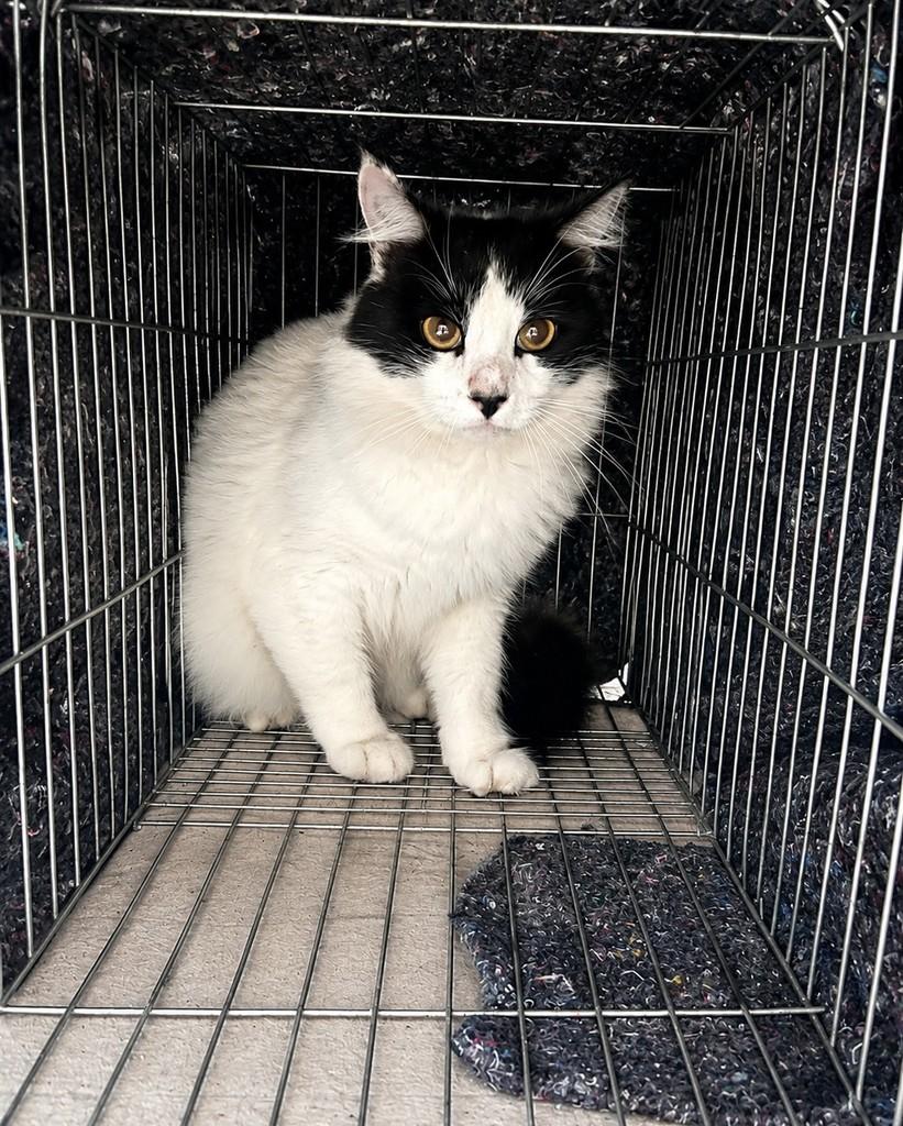 Chiquinho, gato de porte pequeno para adoção em Porto Alegre - RS