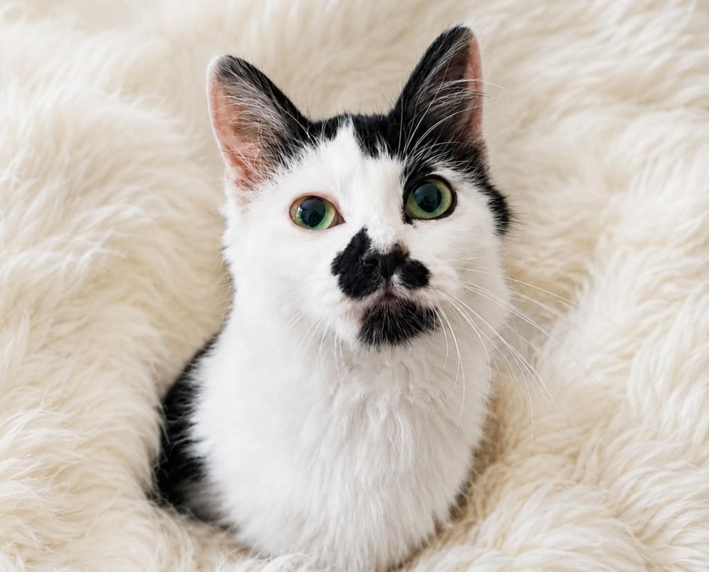Coraline, gato de porte pequeno para adoção em Porto Alegre - RS