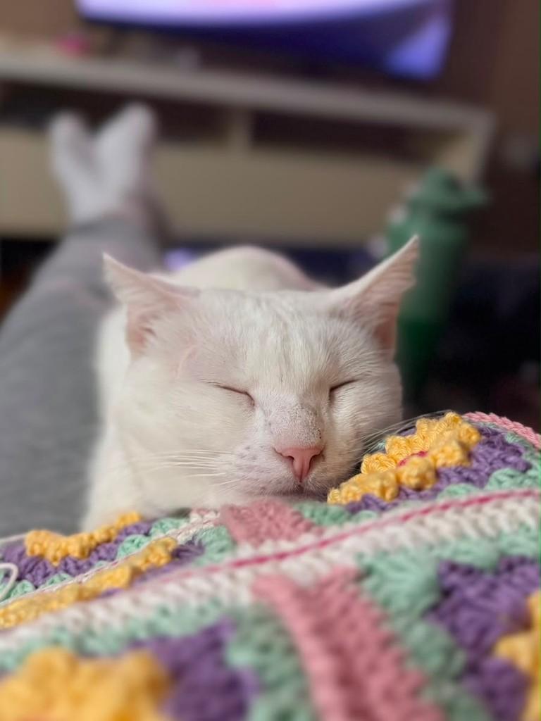 Arthemis, gato de porte médio para adoção em Fortaleza - CE