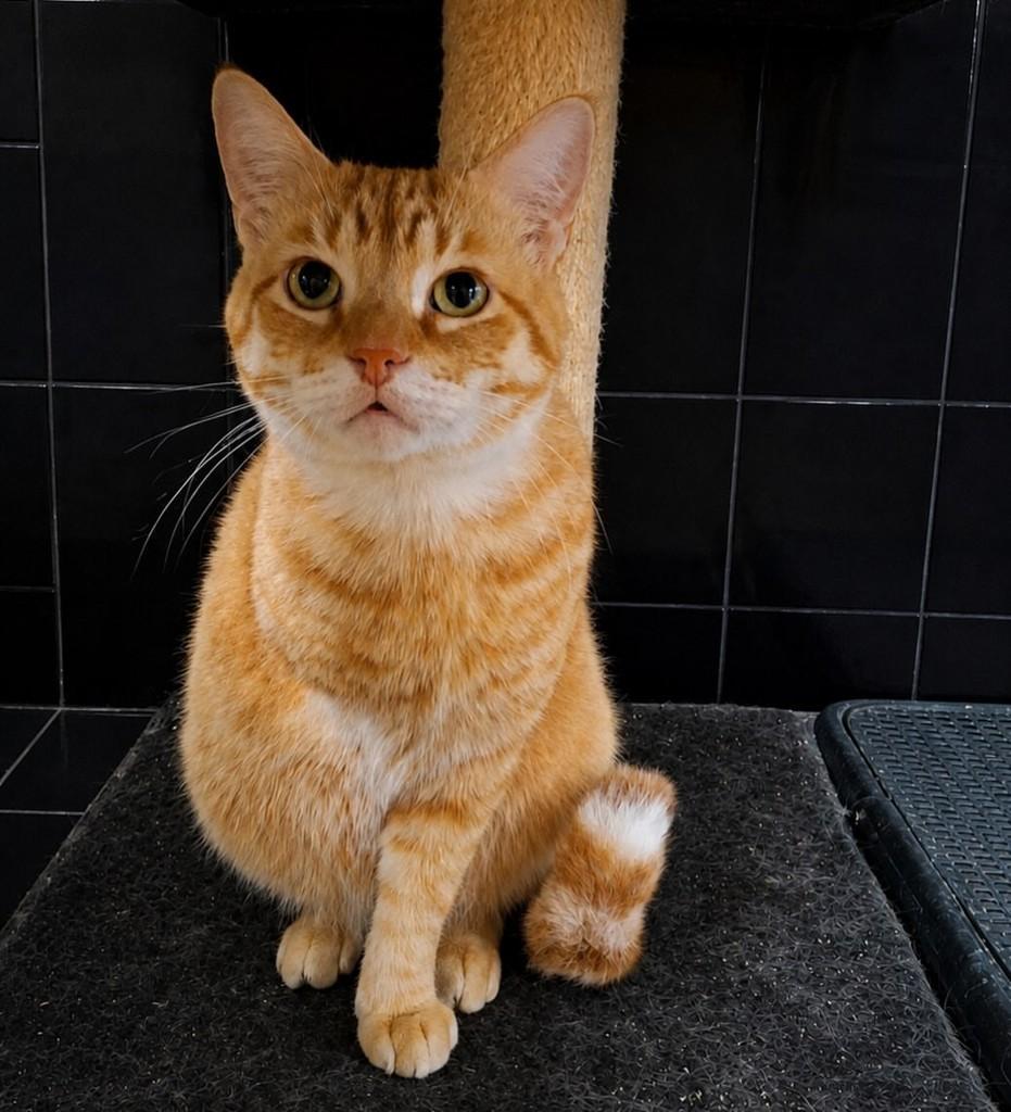 James, gato de porte médio para adoção em Porto Alegre - RS