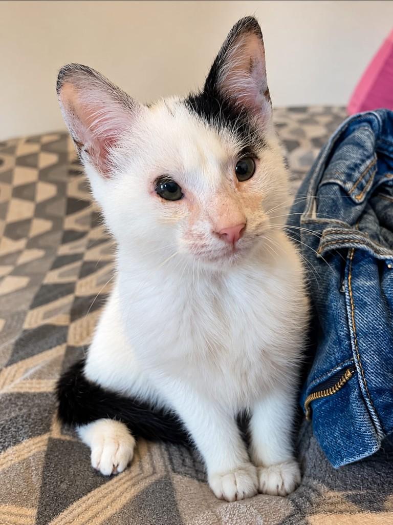Valente, gato de porte pequeno para adoção em Porto Alegre - RS