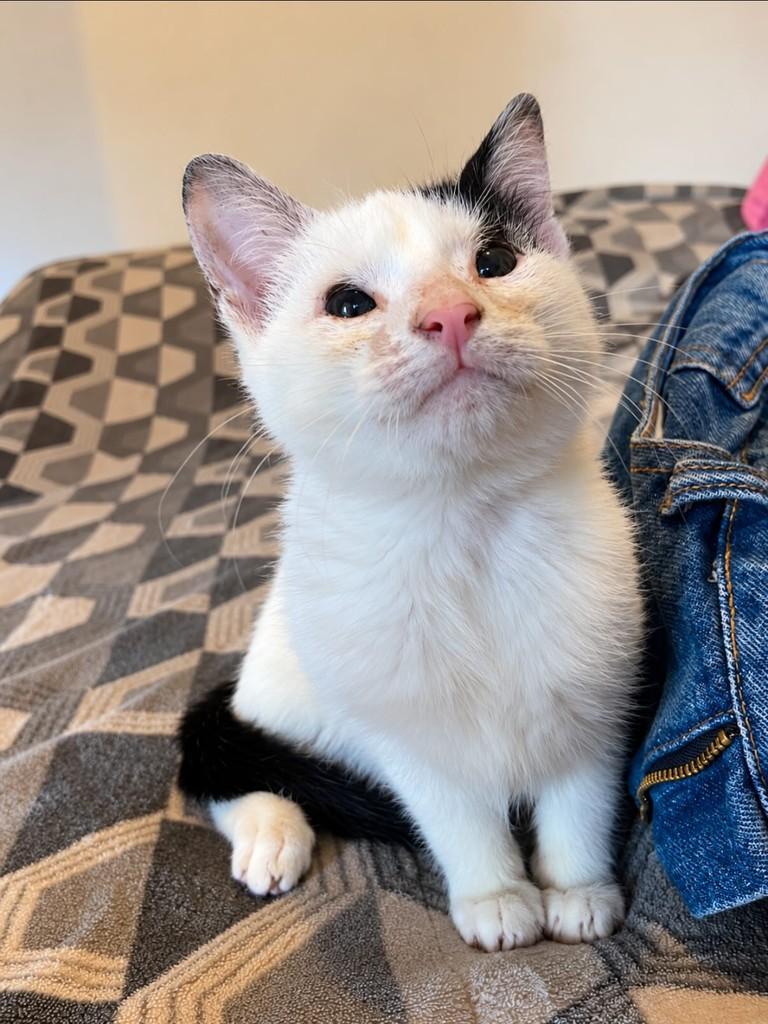 Valente, gato de porte pequeno para adoção em Porto Alegre - RS — foto 2 de 2